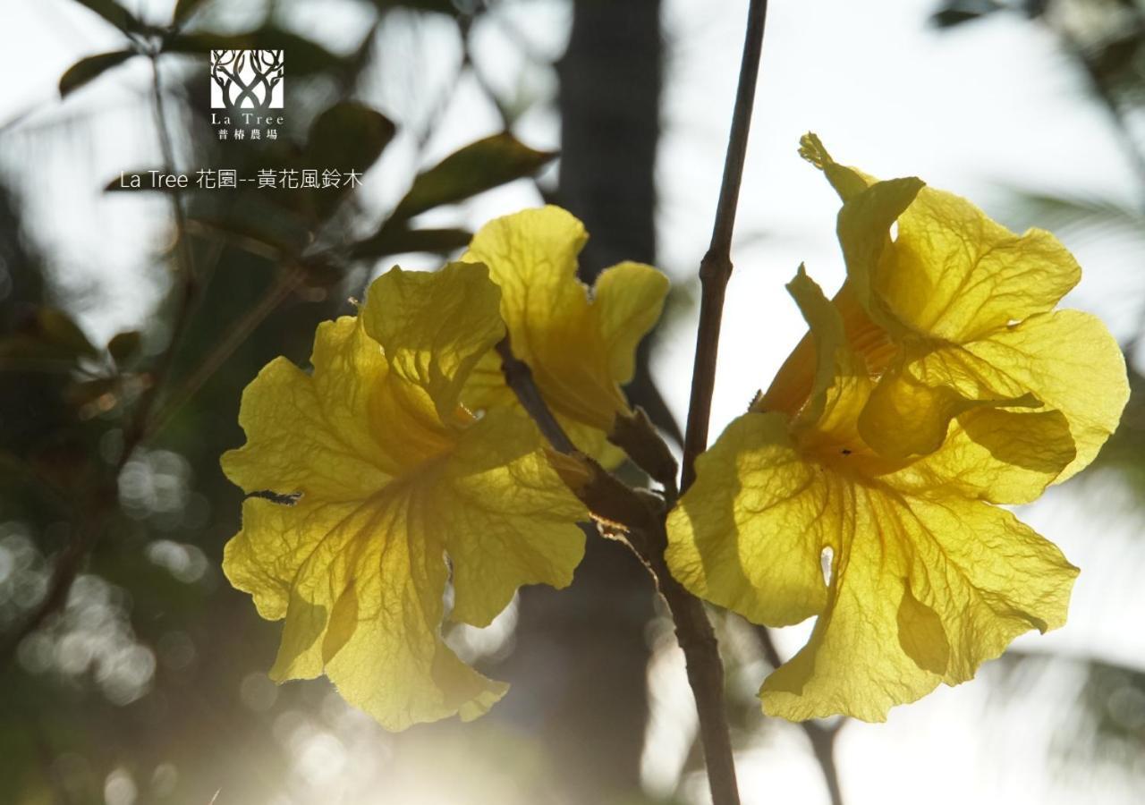 Appartamento La Tree 普椿農場木子莊園 Donghe Esterno foto