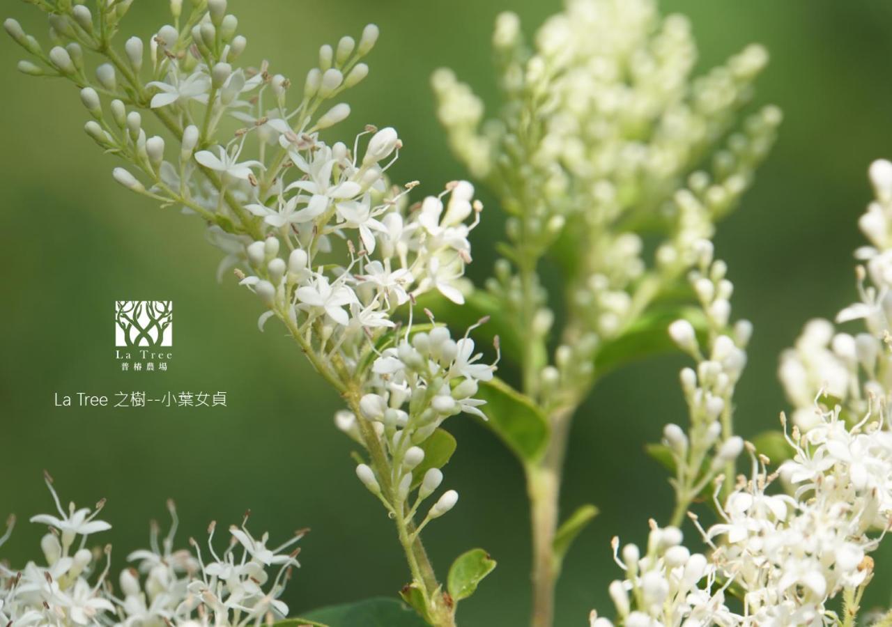 Appartamento La Tree 普椿農場木子莊園 Donghe Esterno foto