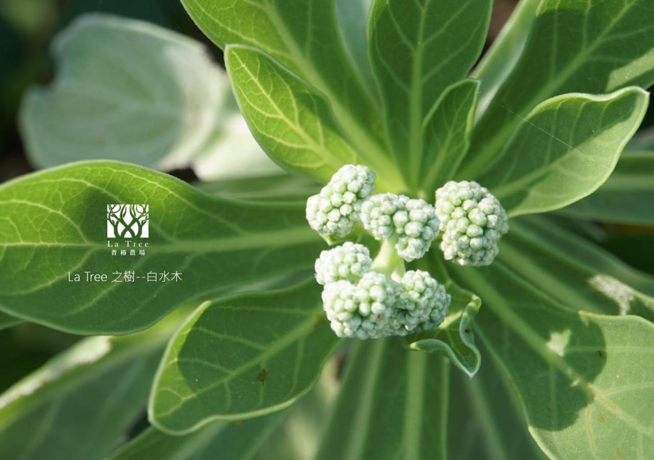 Appartamento La Tree 普椿農場木子莊園 Donghe Esterno foto